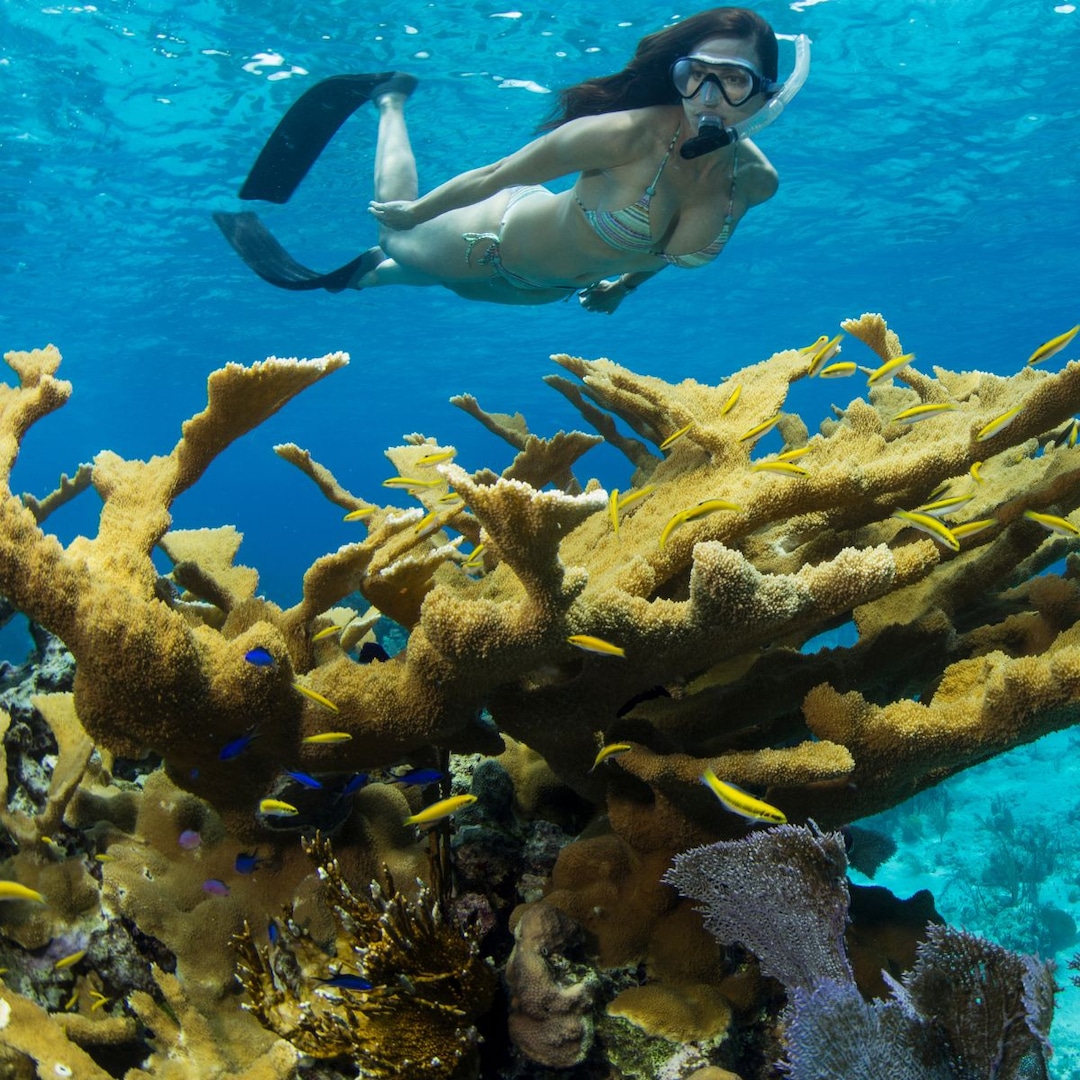 The Best Reef-Safe Sunscreens to Protect Your Skin & the Environment The Best Reef-Safe Sunscreens to Protect Your Skin & the Environment